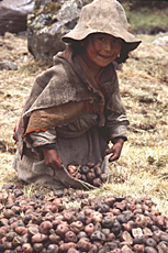ジャガイモの植え付けを手伝うケチュア族の少女（ペルー、クスコ県マルカパタ村）