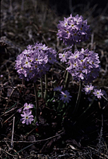 ヒマラヤに春を告げるサクラソウ（Primula denticulata）。