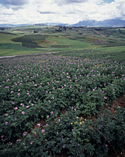 ペルー・アンデス高地のジャガイモ畑（ペルー、クスコ県チンチェーロ地方、標高約3800m）