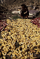 ペルー・アンデスにおけるトウモロコシの天日乾燥（クスコ県マルカパタ村）