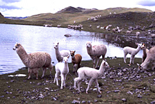 良質な毛をもつためにアンデス高地で飼われるアルパカ（ペルー中部、フニン高原）
