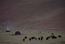 チベット・チャンタン高原のヤク放牧（標高約4200m）