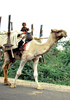 ラクダを育てる、売る、利用する―インド西部の牧畜生活
