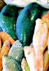 沖縄の魚にみる生活文化