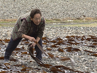 こんぶ漁　北海道・えりも町目黒の日高昆布（7211）