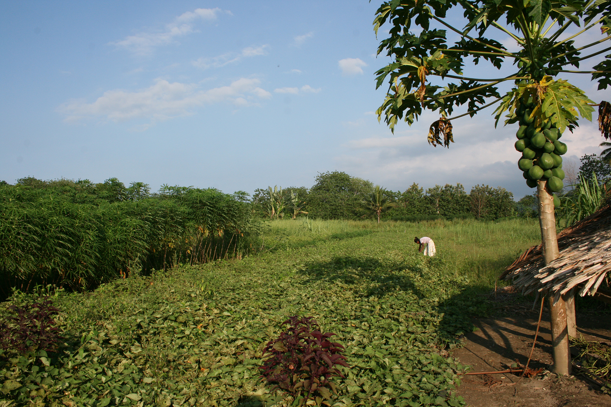 個人が用益権を持っているサツマイモ畑（ガダルカナル州・2010年2月）