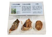 『樹皮から糸ができるまで』