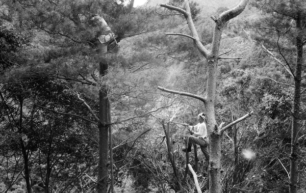 焼畑の火入れの前に枝木を伐採（熊本県五木村、1960年、撮影：佐々木高明）