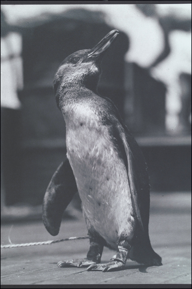 イサベラ島のガラパゴスペンギン（1932年）