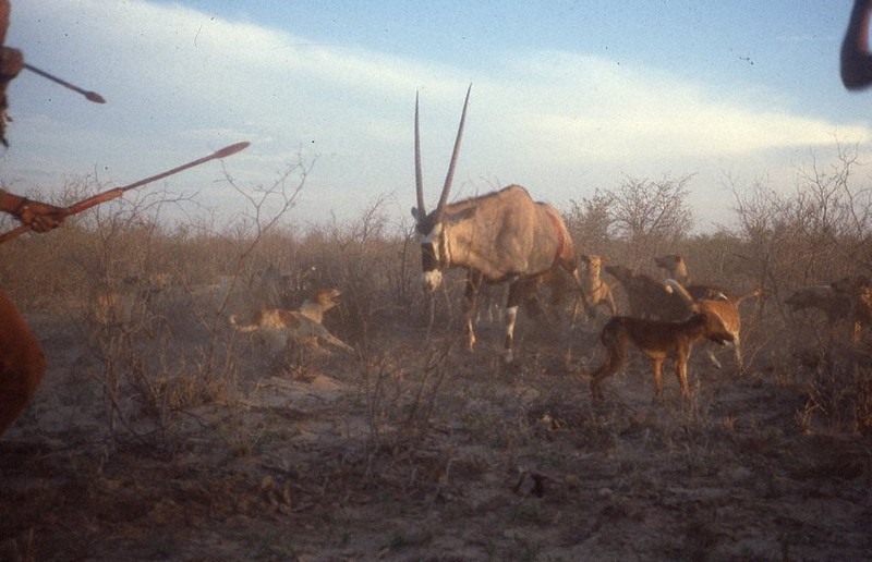 カラハリ砂漠に暮らすサン人による狩猟場面＝ボツワナで1987年11月、筆者撮影