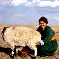 モンゴル草原にて羊と戯れる小長谷有紀