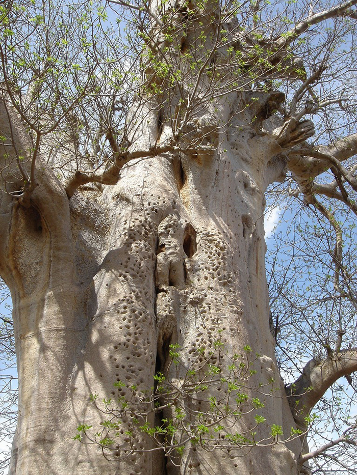 サバンナを象徴するバオバブの木