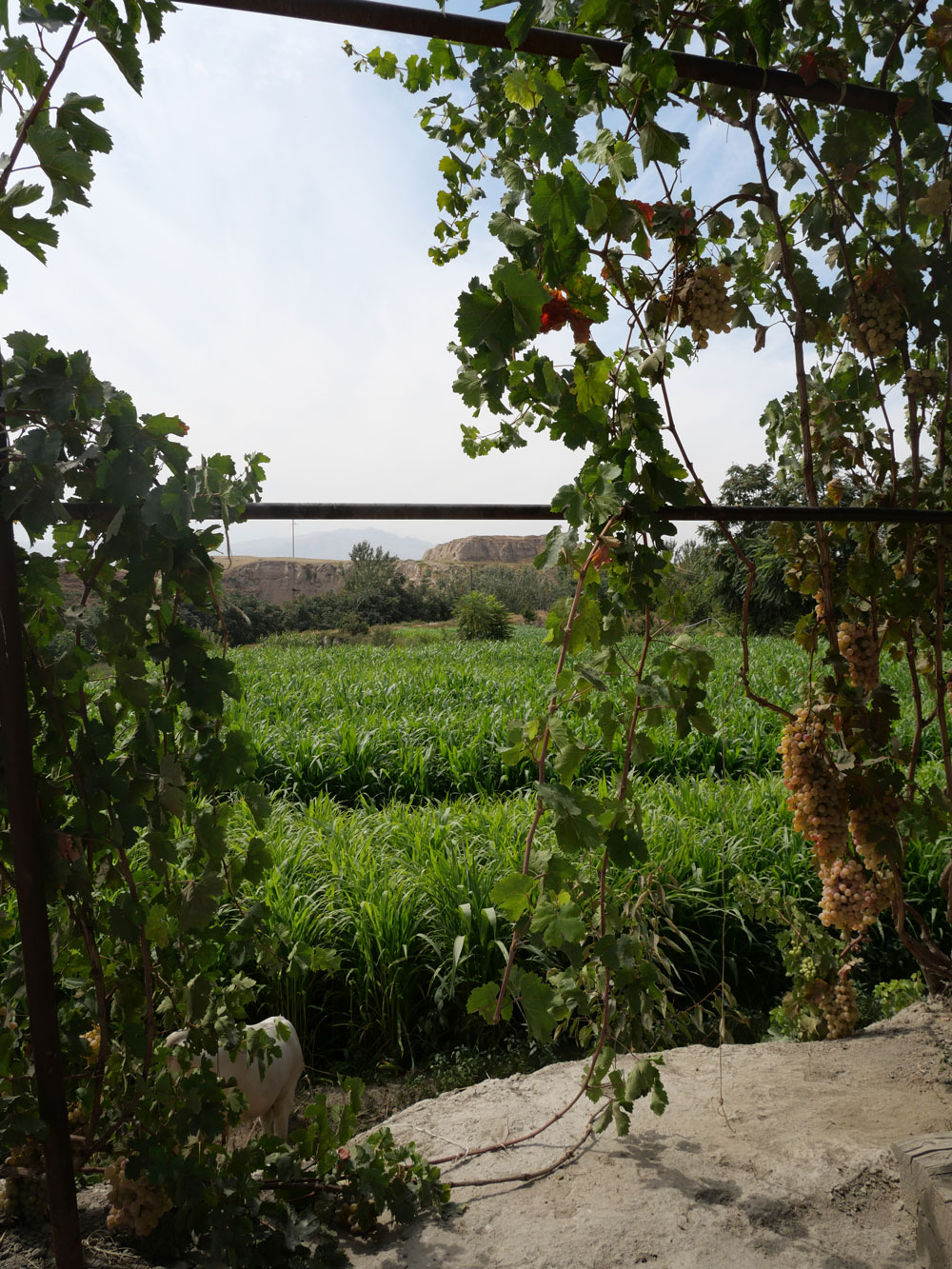 発掘調査隊のベースキャンプからブドウ棚越しにカフィル・カラ遺跡を望む