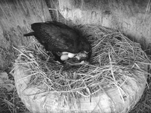 8-10個の卵を同時に抱卵する親鳥（転卵中）