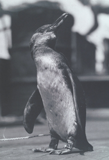 ガラパゴスペンギン（イサベラ島タグス入江、1932年）国立民族学博物館蔵
