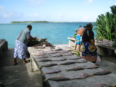 トケラウ環礁での魚利用と再分配の風景